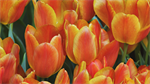 Fond d'écran gratuit de Fleurs - Tulipes numéro 60347